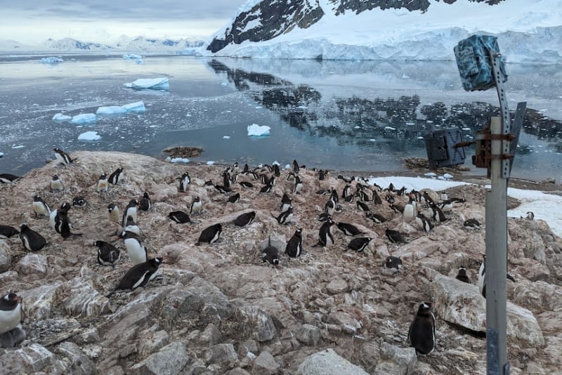 Antarctic Penguins Adapt Breeding Cycle in Record Time - Image 3