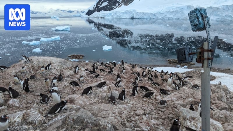 Antarctic Penguins Adapt Breeding Cycle in Record Time