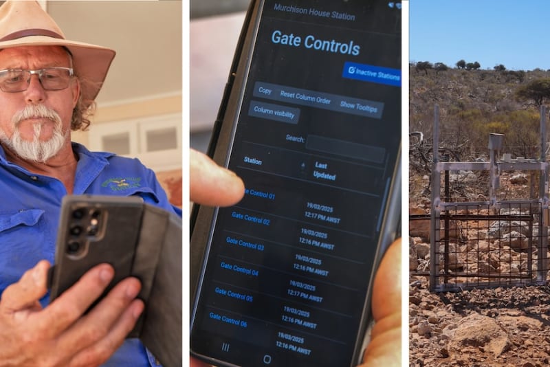 9km Trap in Outback Australia Catches Thousands of Goats - Image 4