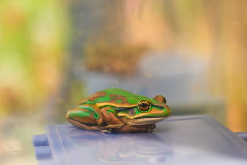 Scientists Use Frog 'Spas' to Fight Deadly Fungus in ACT - Image 4