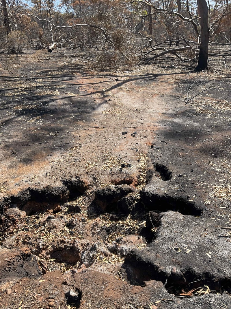 Endangered Cockatoos Get New Homes After Australia Fires - Image 4