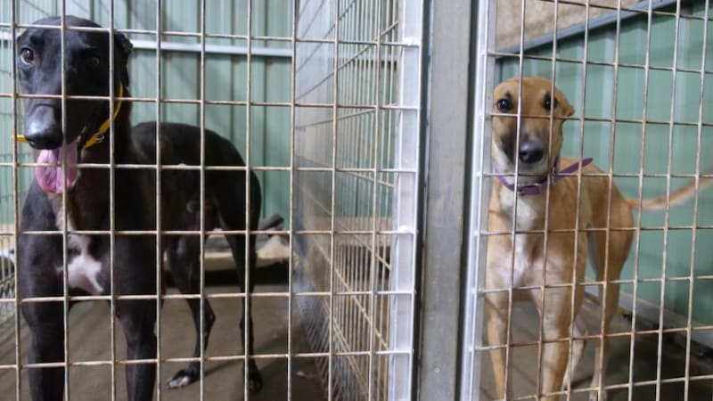 Broken Hill Greyhounds Get Second Chance as Pets - Image 2