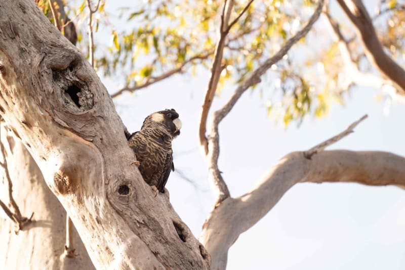 Endangered Cockatoos Get New Homes After Australia Fires - Image 3