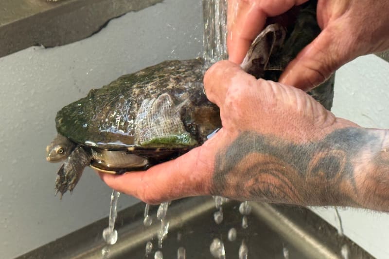 Electrician Saves 15 Turtles With Dental Resin and 3D Printer - Image 4