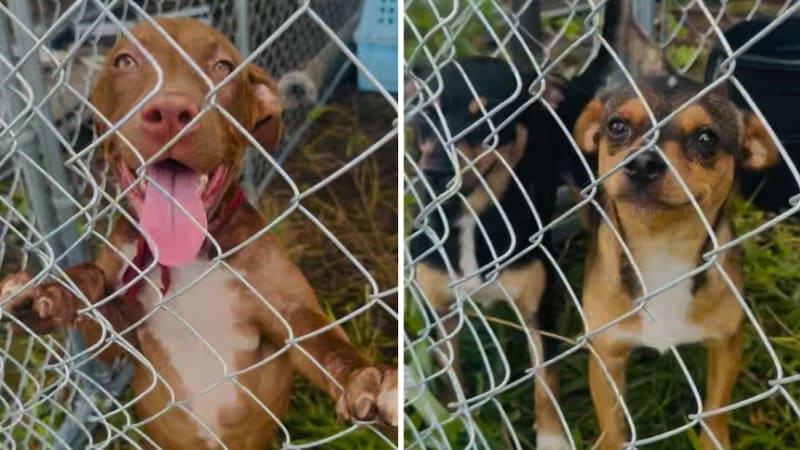 Family Rescues 10 Dogs From Flooded Australian Town - Image 3