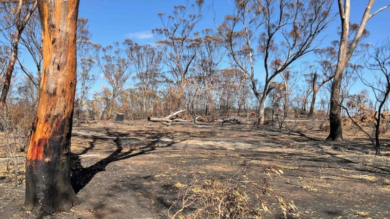 Endangered Cockatoos Get New Homes After Australia Fires - Image 2
