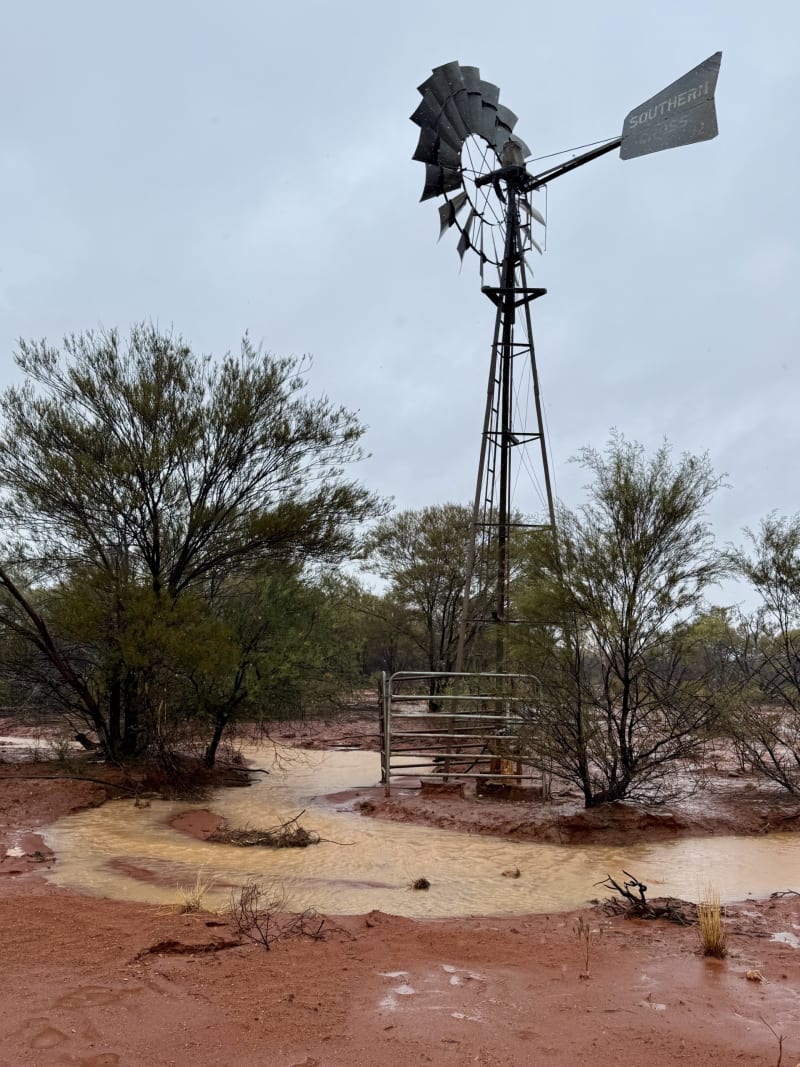One Day of Rain Equals a Year for Outback Cattle Stations - Image 3