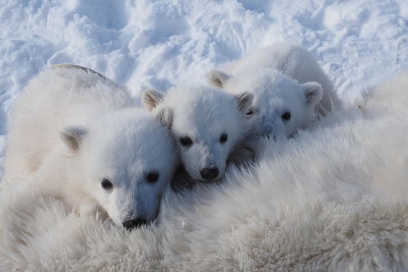 Norway Polar Bears Bulk Up Despite Vanishing Sea Ice - Image 4