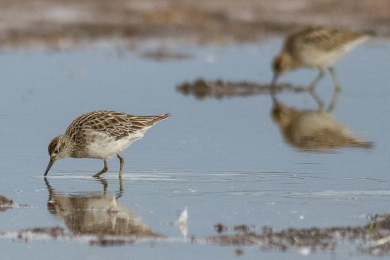 Old Abattoir Ponds Become Accidental Wildlife Haven - Image 5
