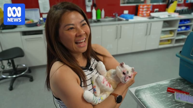 Miracle Cat Sassy Beats the Odds: Heartwarming Reunion After Bushfire Rescue