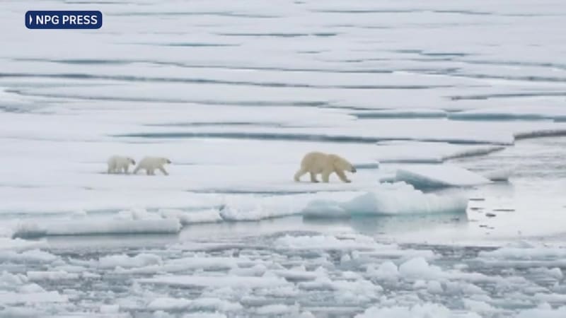 Norway Polar Bears Bulk Up Despite Vanishing Sea Ice - Image 2