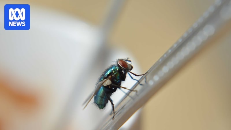 Happy family maintaining clean kitchen with covered food and open windows with fly screens during Australian summer