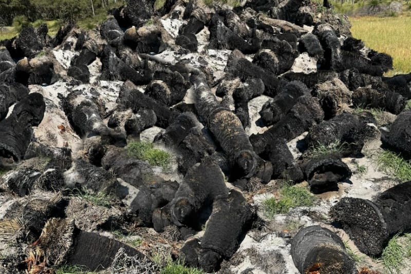 Team Saves 100,000 Ancient Grass Trees in Western Australia - Image 4