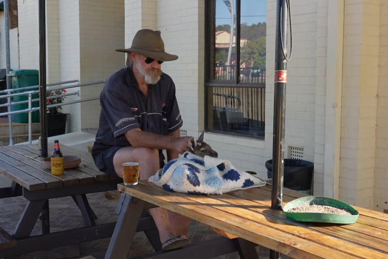 Mining Town's 'Underground' Joey Carer Saves Orphaned Roos - Image 4
