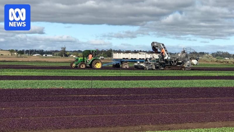 Aerial view of expansive green salad farm fields with workers and farm equipment in rural Australia
