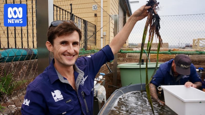 Sydney Boat Owners Help Save Endangered Seagrass