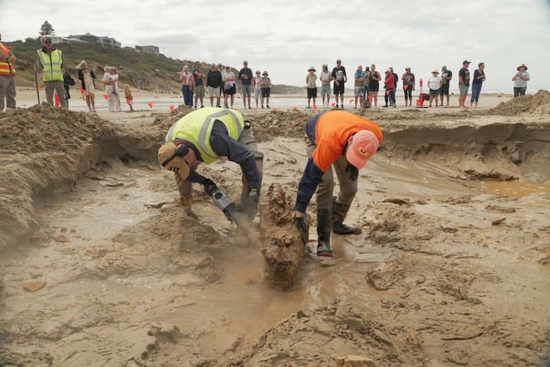 21-Million-Year-Old Whale Fossil Found on Victorian Beach - Image 3