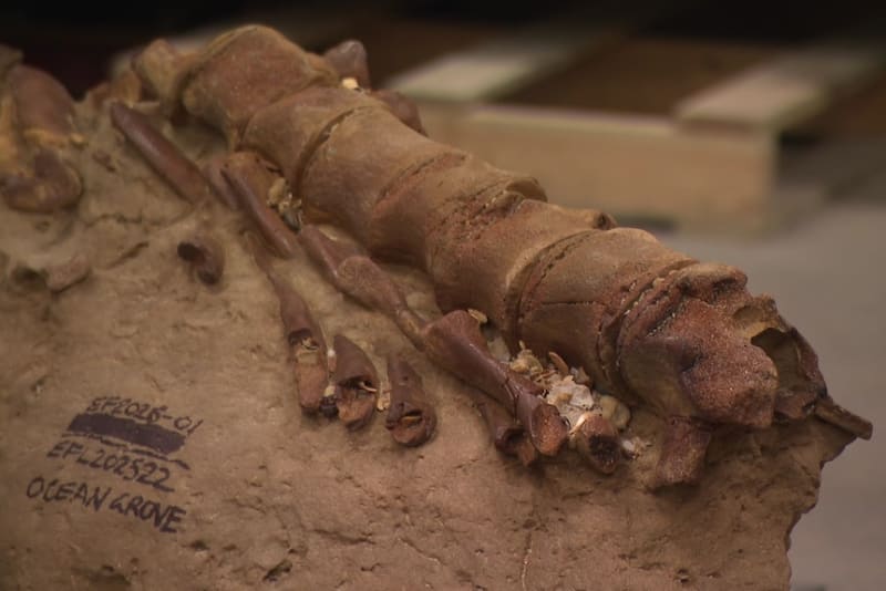 21-Million-Year-Old Whale Fossil Found on Victorian Beach - Image 5