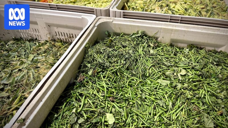 Queensland Farm Turns Veggie Scraps Into Power for 31K Homes