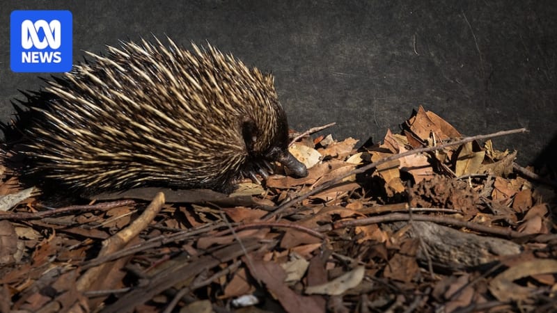 Researcher Dr. Kate Dutton-Regester observing an Australian echidna in its natural habitat during field research