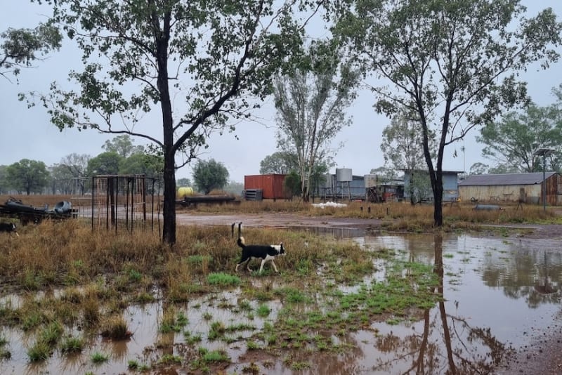 Queensland Rain Brings Relief After Months of Drought - Image 3