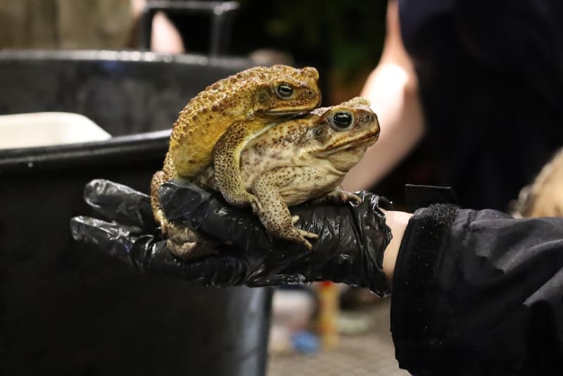 Darwin Volunteers Catch 1,000+ Cane Toads in One Night - Image 5