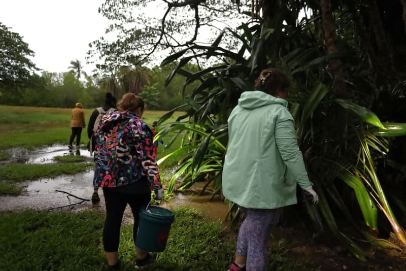 Darwin Volunteers Catch 1,000+ Cane Toads in One Night - Image 4