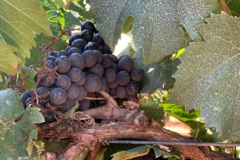 Australian Farmers Use Grape Sunscreen to Beat Heat Wave - Image 5