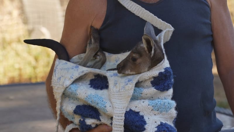 Mining Town's 'Underground' Joey Carer Saves Orphaned Roos - Image 2