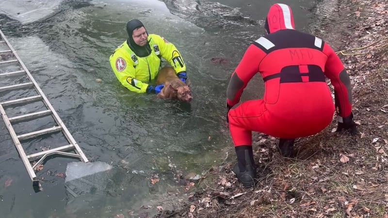 Firefighter Rescues Stray Dog, Names Her Sausage