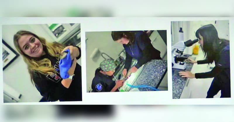 Tennessee Students Earn $12/Hour Learning Veterinary Science