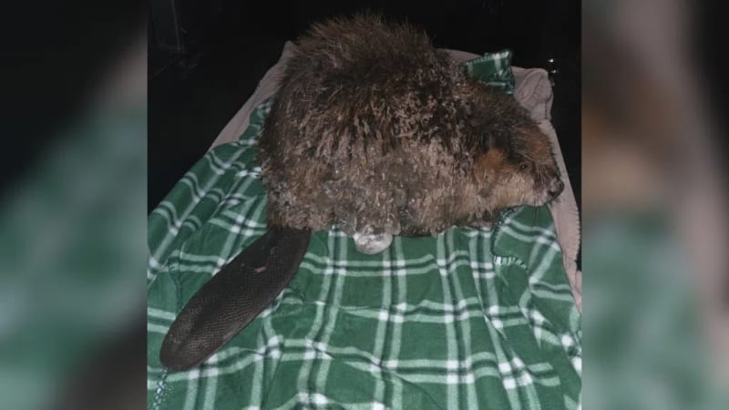 Frozen Beaver Found on Lincoln Sidewalk Bounces Back - Image 3