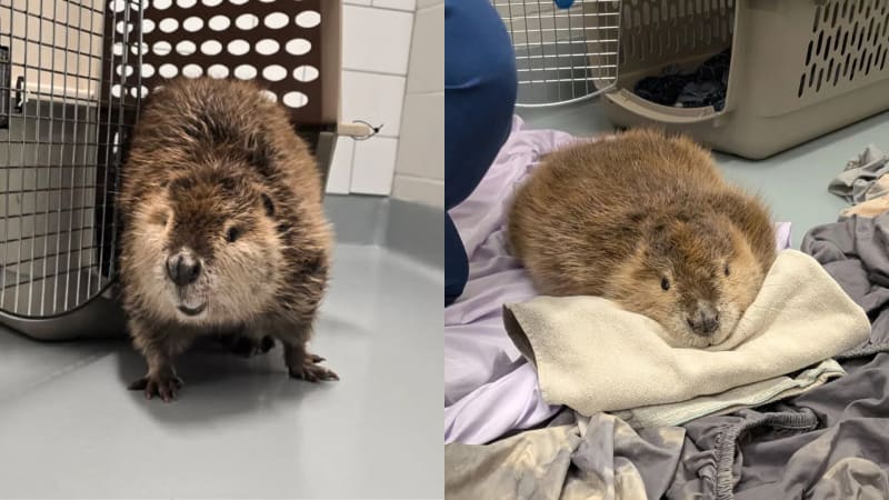 Frozen Beaver Found on Lincoln Sidewalk Bounces Back - Image 2