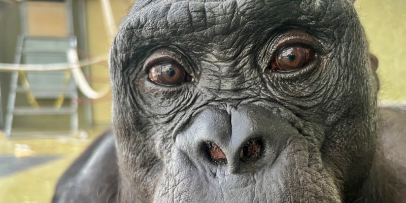 Bonobo Plays Pretend Tea Party in Groundbreaking Study - Image 2