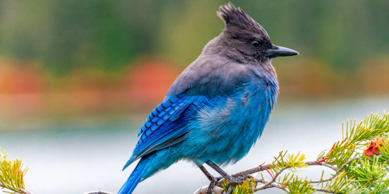Birdwatching Sharpens Your Brain at Any Age, Study Finds - Image 2