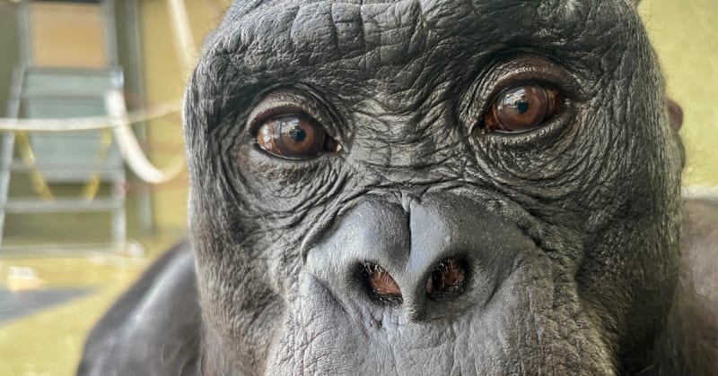 Bonobo Plays Pretend Tea Party in Groundbreaking Study