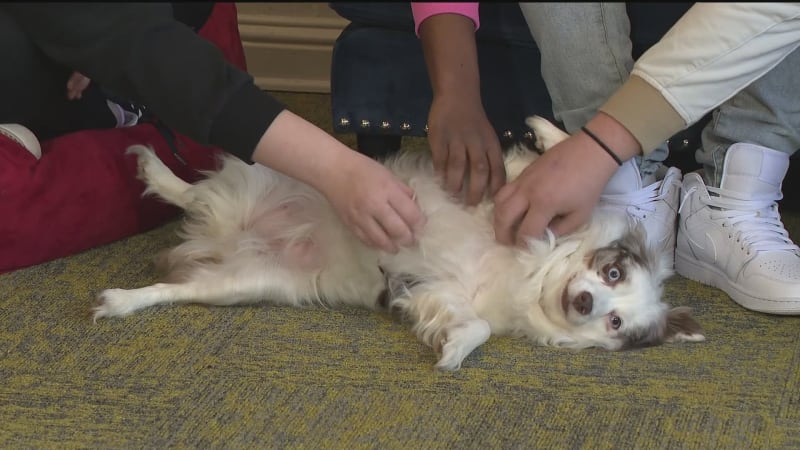 Georgia Volunteers Race to Save 19 Shelter Dogs by Friday - Image 4