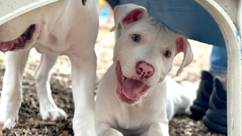 Firefighter Adopts Puppy He Saved From Fatal House Fire