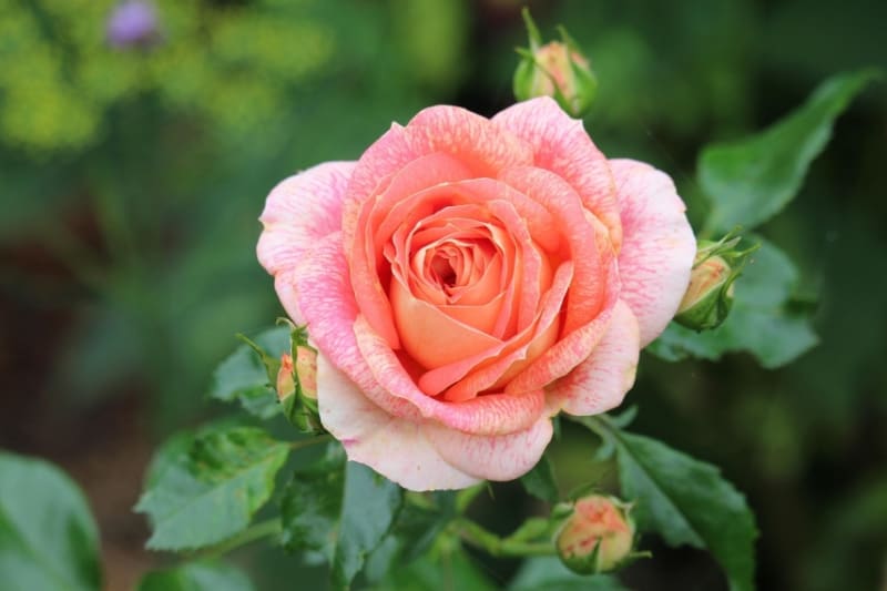 Latvia Plans Massive Green Hydrogen Plant in Liepāja - Image 2