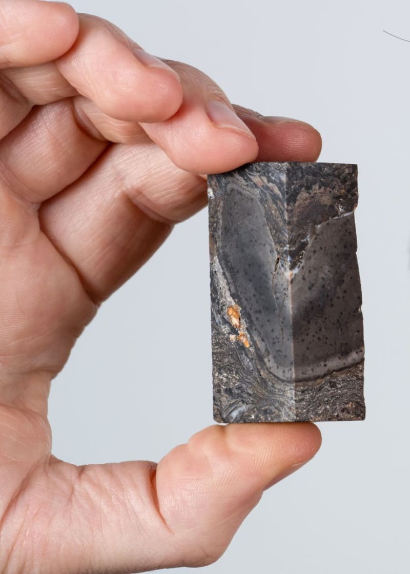 Ancient 30-Foot Mystery: Scientists Find Unknown Life Form - Image 3