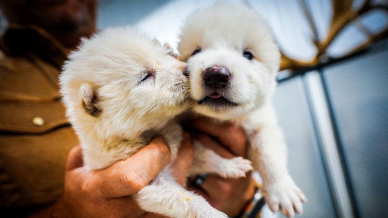 Dubai Opens Frozen Vault to Save 10,000 Endangered Species