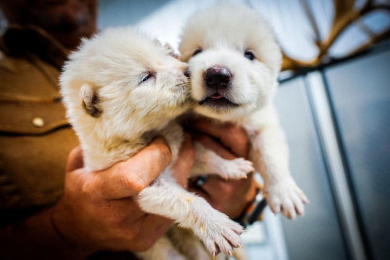 Dubai Opens Frozen Vault to Save 10,000 Endangered Species - Image 2