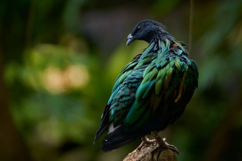 Dubai Opens Frozen Vault to Save 10,000 Endangered Species - Image 3