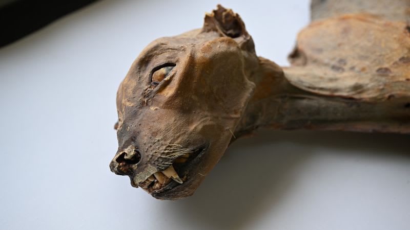 Ancient Cheetah Mummies Guide Saudi Arabia Rewilding Plan