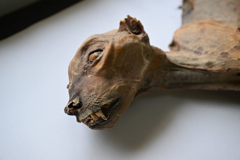 Ancient Cheetah Mummies Guide Saudi Arabia Rewilding Plan - Image 2