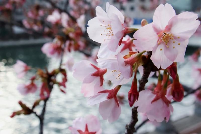 Tokyo's Early Cherry Blossoms Signal Spring's Arrival - Image 2