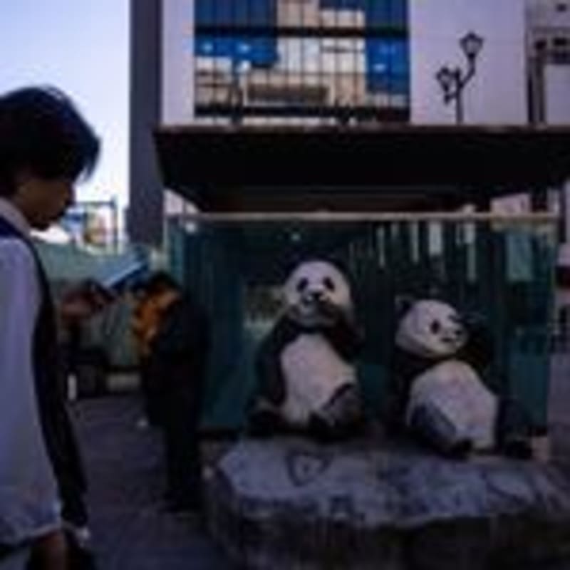 Tokyo Fans Celebrate Beloved Pandas Before China Return - Image 5