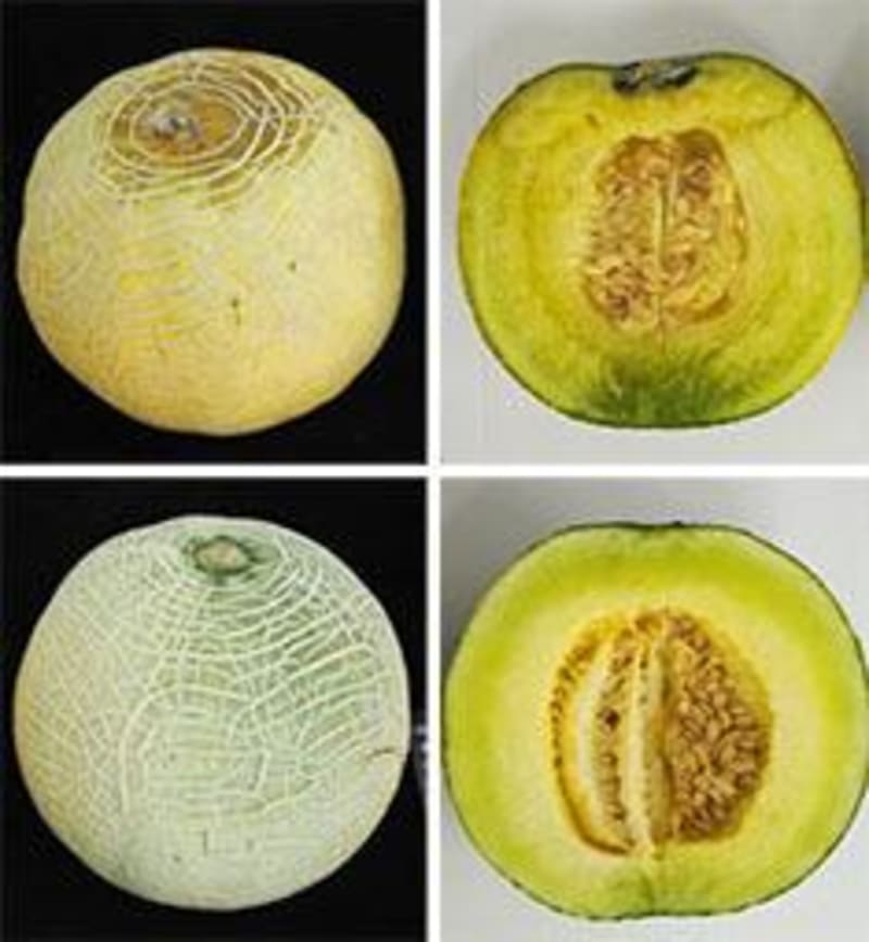 Side-by-side comparison showing decayed regular melon next to fresh gene-edited melon after 40 days