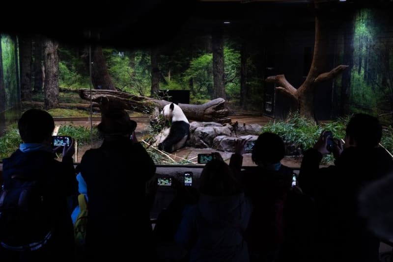 Tokyo Fans Celebrate Beloved Pandas Before China Return - Image 2