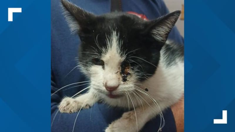 Texas Firefighters Rescue Cat From Winter Storm - Image 3